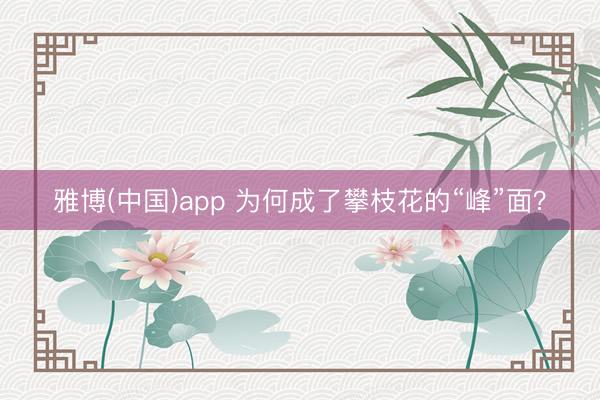 雅博(中国)app 为何成了攀枝花的“峰”面？